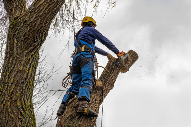 Tree Removal for Businesses in Rochester, NH